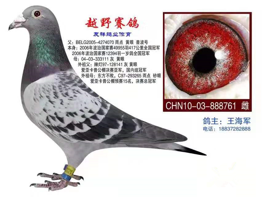 桑杰士东方不败 - 越野赛鸽