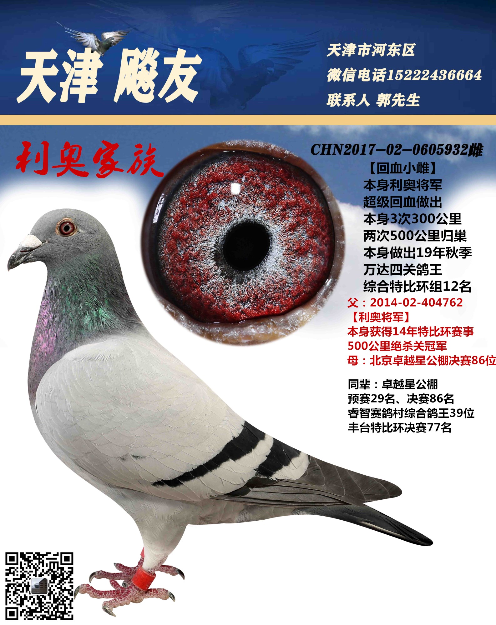 利奥小雌_天津飚友赛鸽_ ag188.com爱鸽商城_中国信鸽信息网