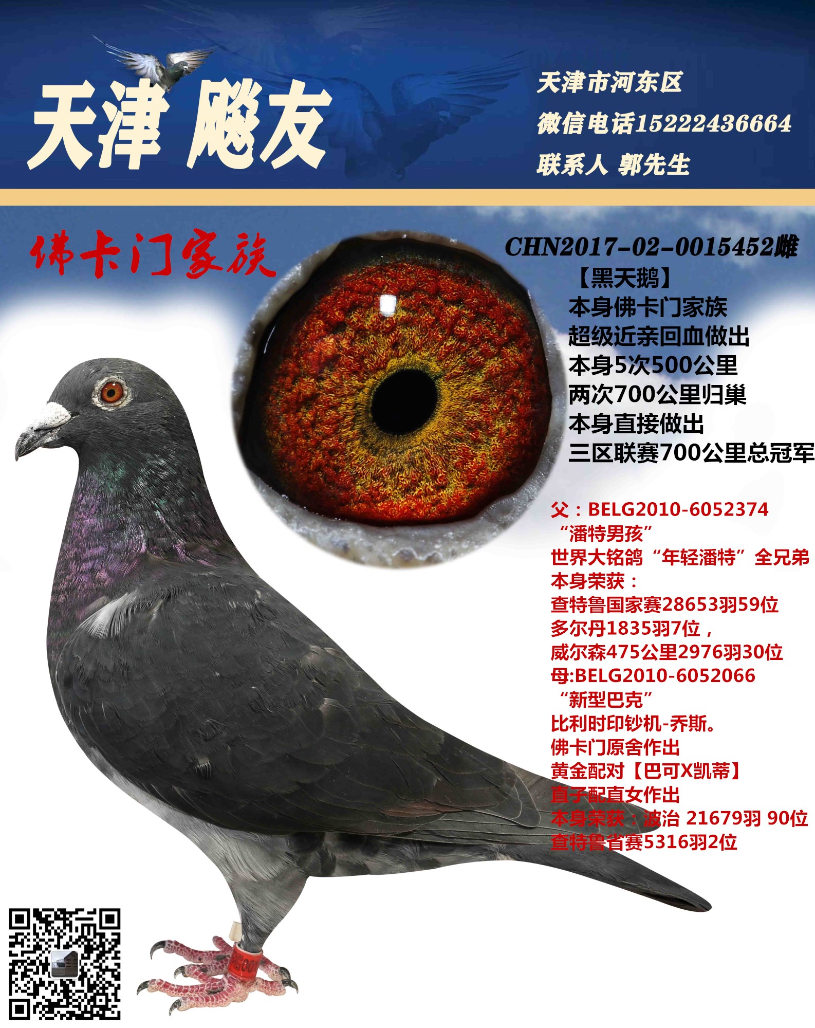 黑天鹅_天津飚友赛鸽_ag188.com爱鸽商城_中国信鸽信息网