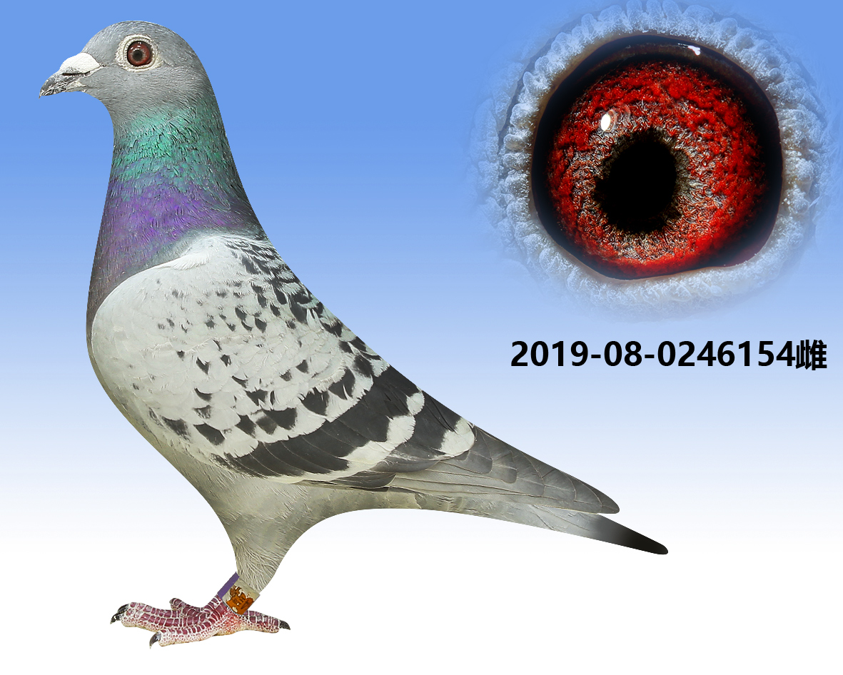 凡龙超级73极品种雌