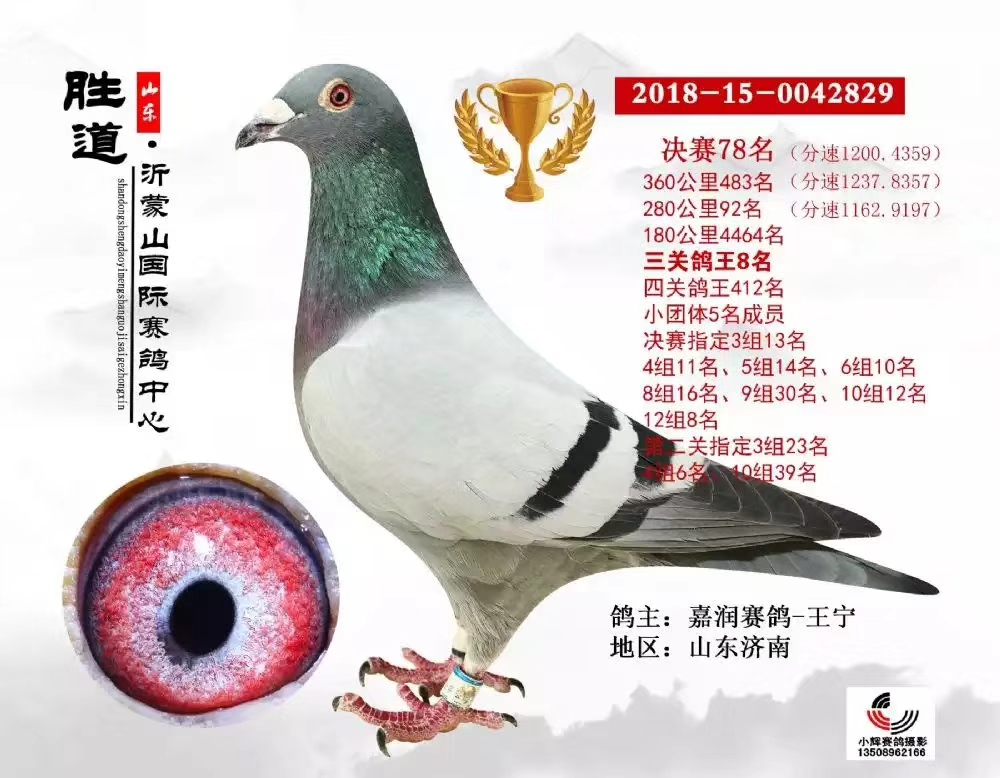 冠军基因829_嘉润赛鸽_ag188.com爱鸽商城_中国信鸽信息网