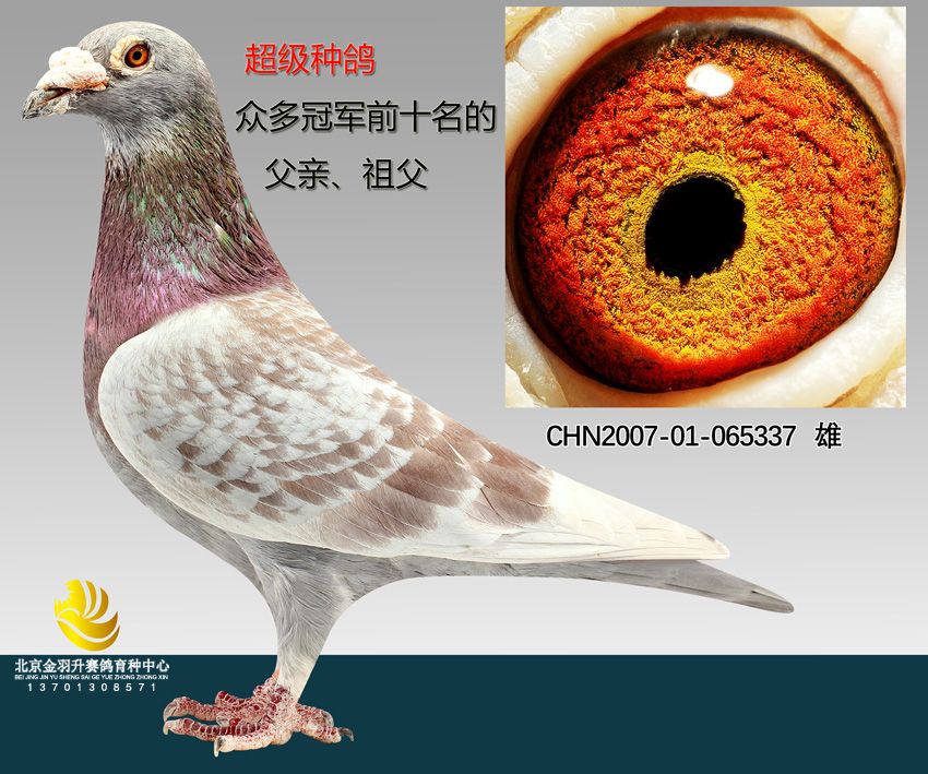 詹森血系昕锐火箭家族