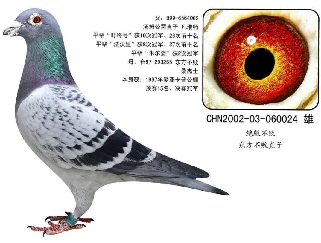 东方不败近亲_牡丹江壹号鸽舍_ ag188.com爱鸽商城_中国信鸽信息网