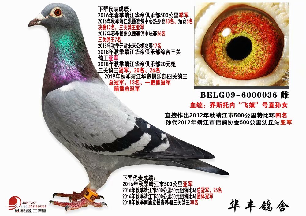 超级种雌乔斯托内飞奴号直孙女