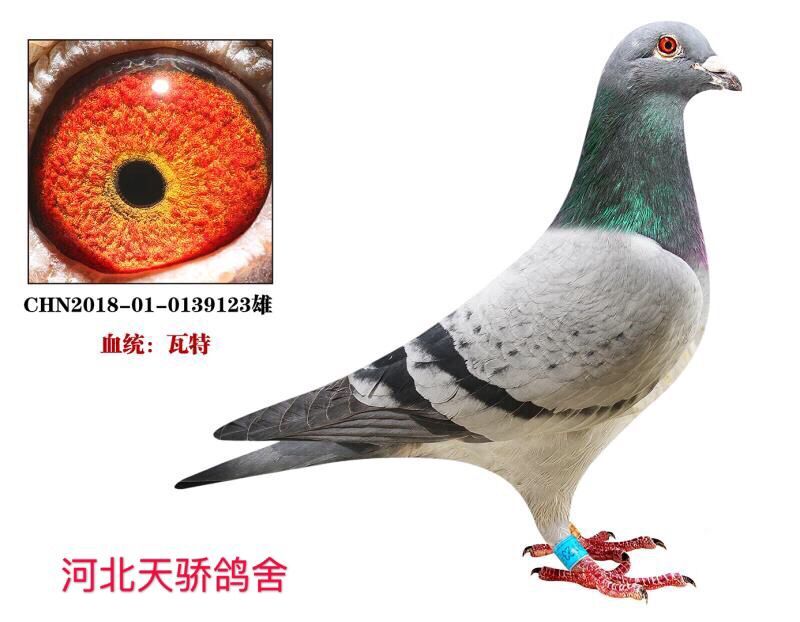 瓦特-将军号【灰鸽王】