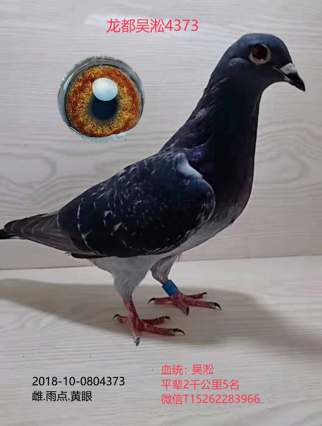 龙都吴淞4373
