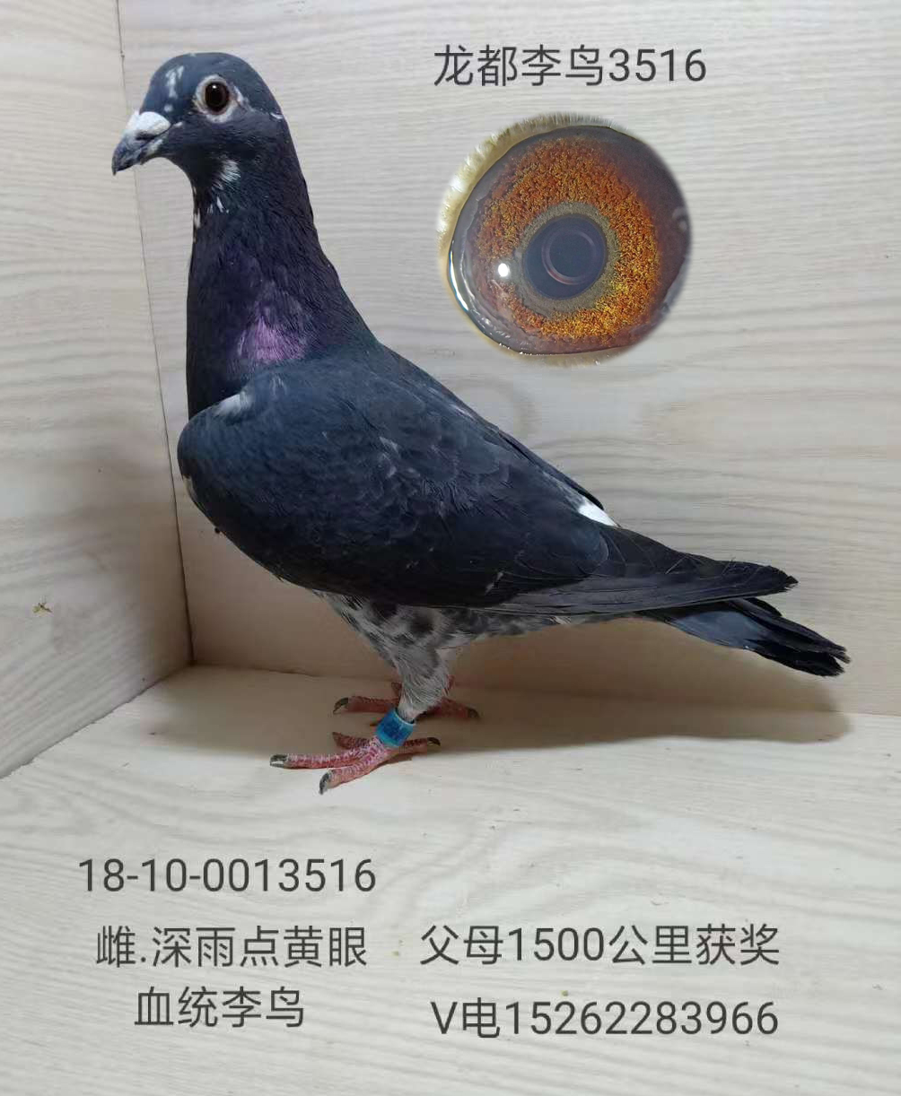 龍都李鳥3516