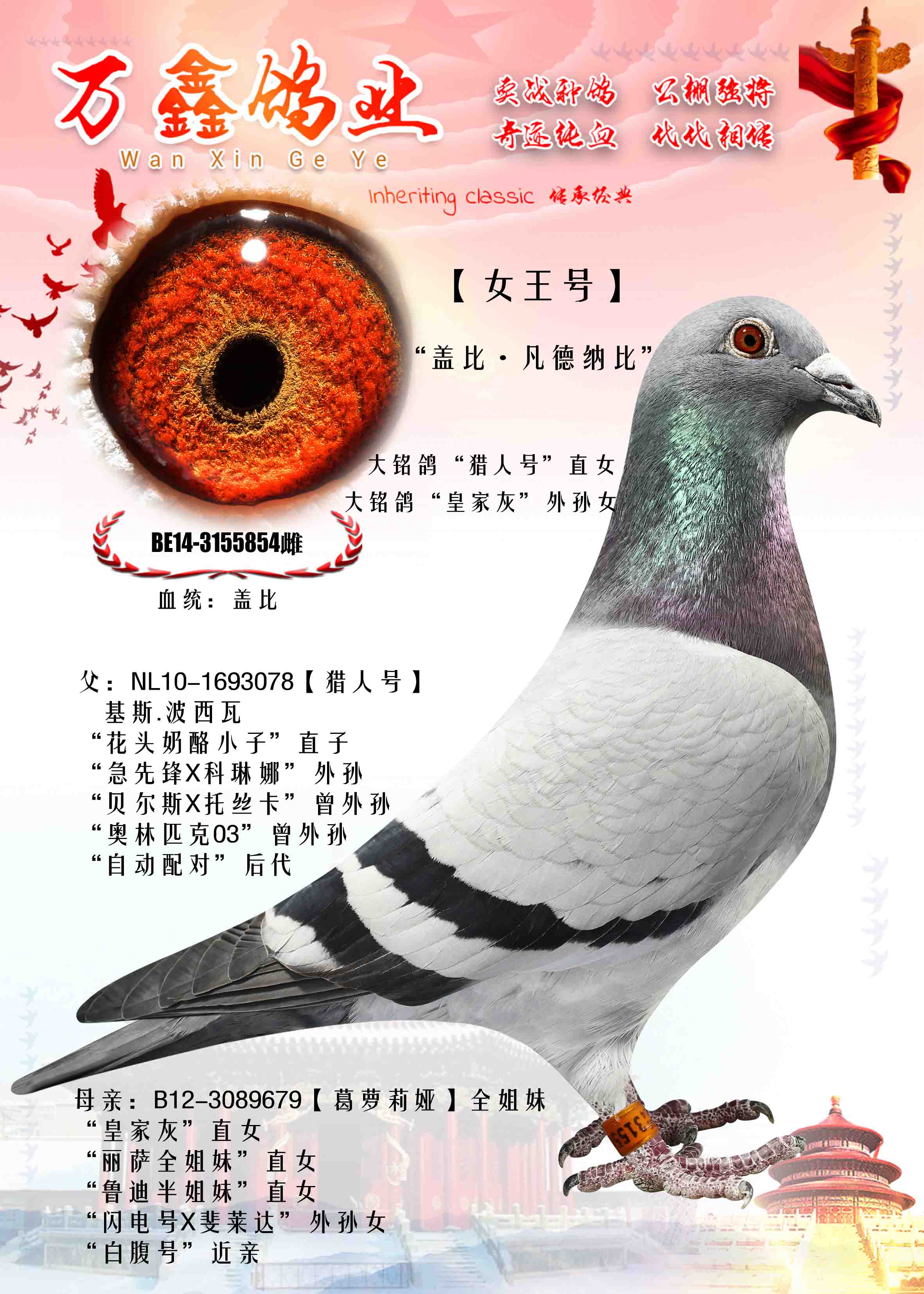 万鑫鸽业 - 中信网铭鸽展厅 www.ag188.com