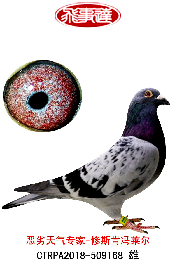 修斯肯冯莱尔168