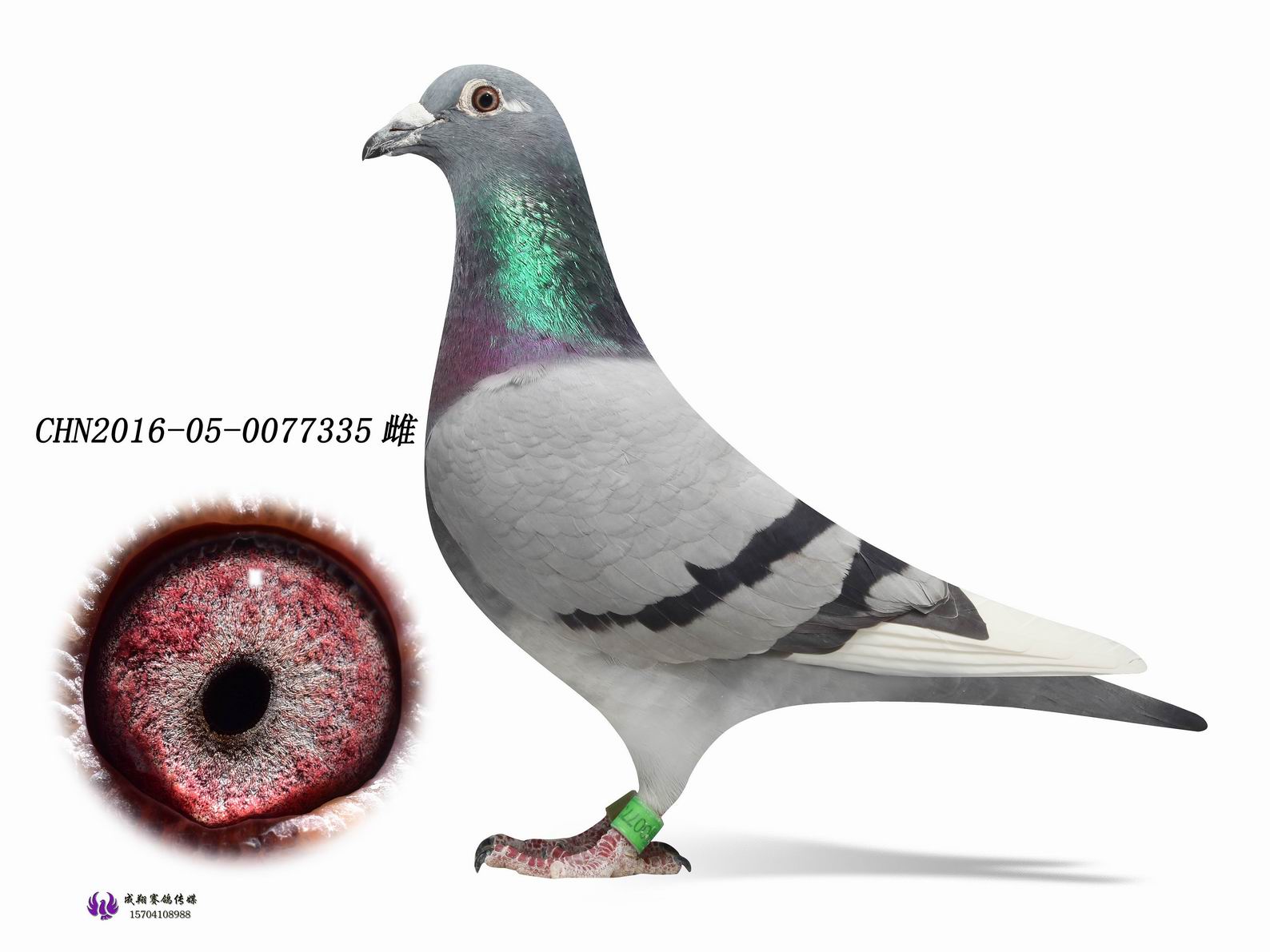 吉诺"353"_东北赛翔鸽业_ ag188.com爱鸽商城_中国信鸽信息网