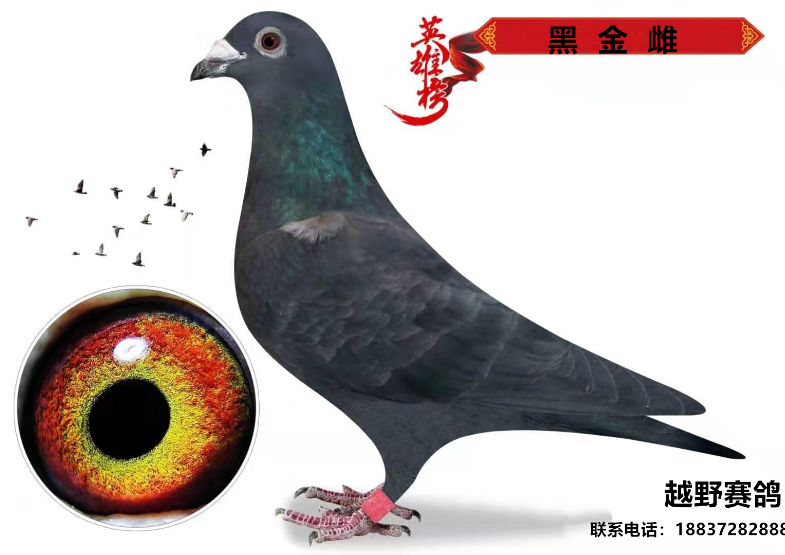 黑金雌无环号 - 越野赛鸽