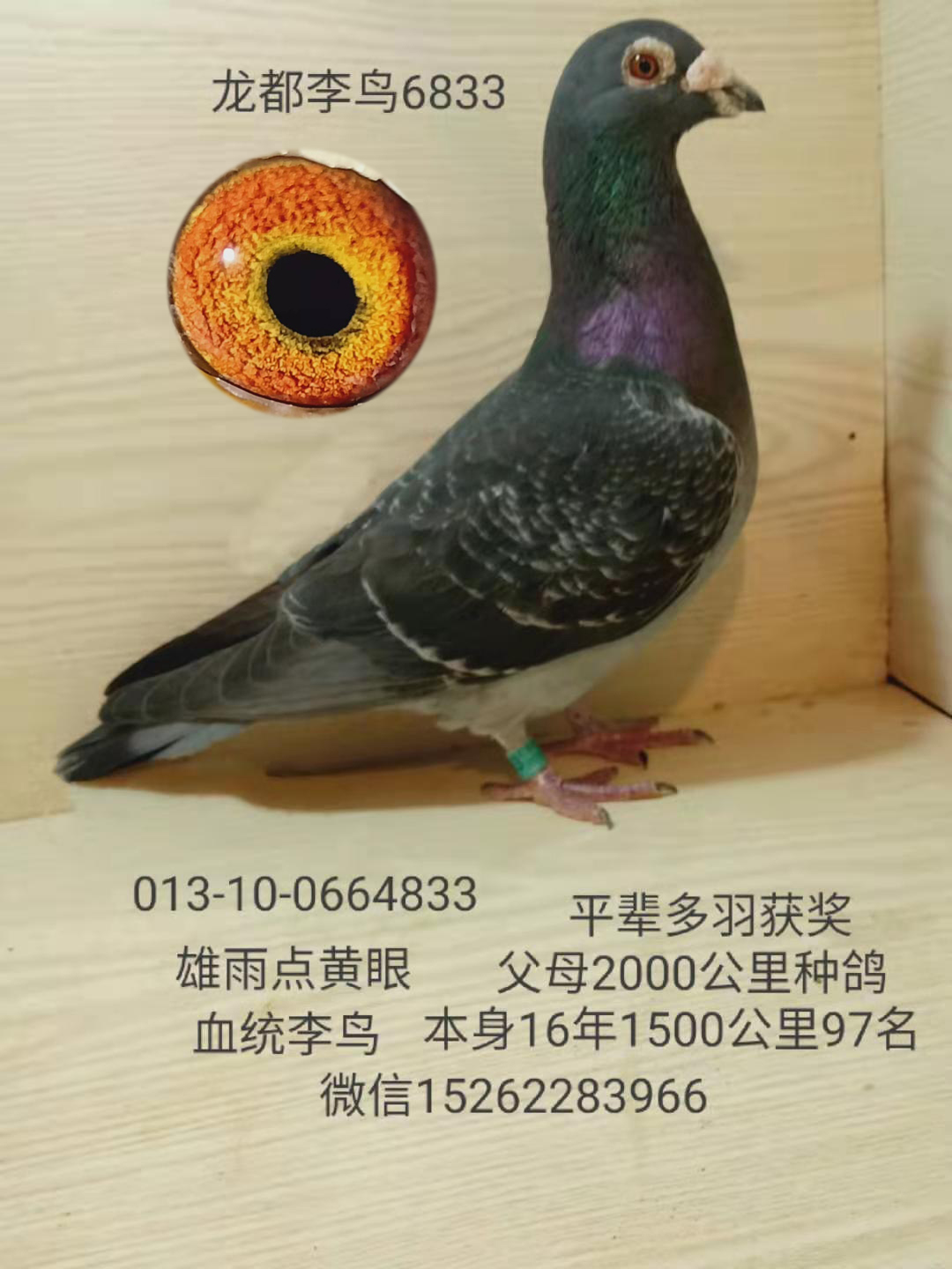 龍都李鳥6833_龍都賽鴿_ ag188.com愛鴿商城_中信網