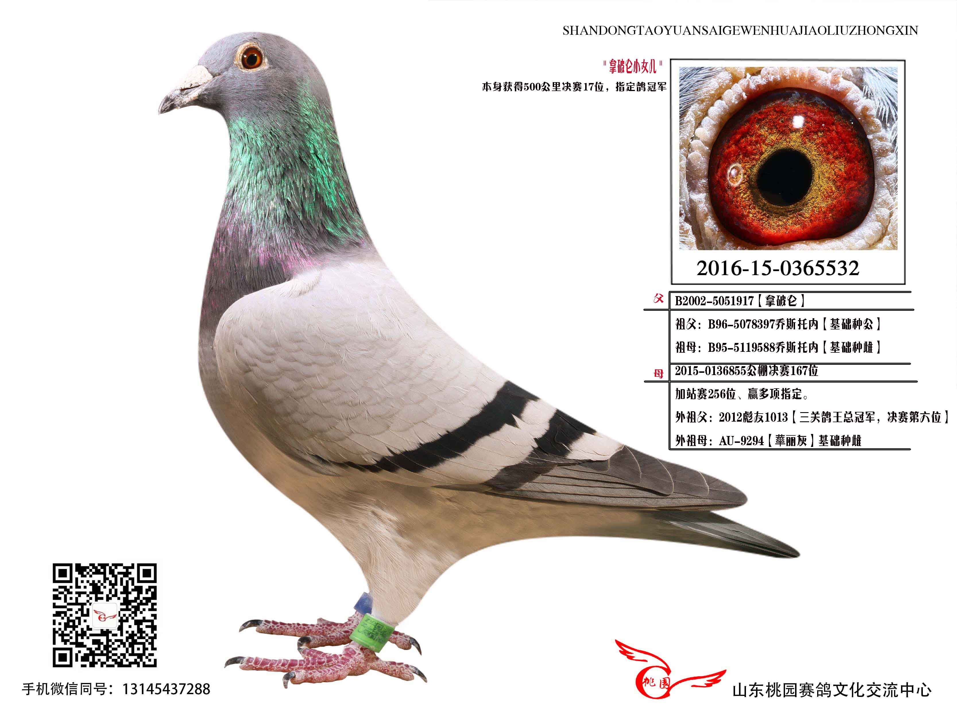 气:1329次血 统:乔斯托内鸽友通:详细介绍【拿破仑小女儿】c2016