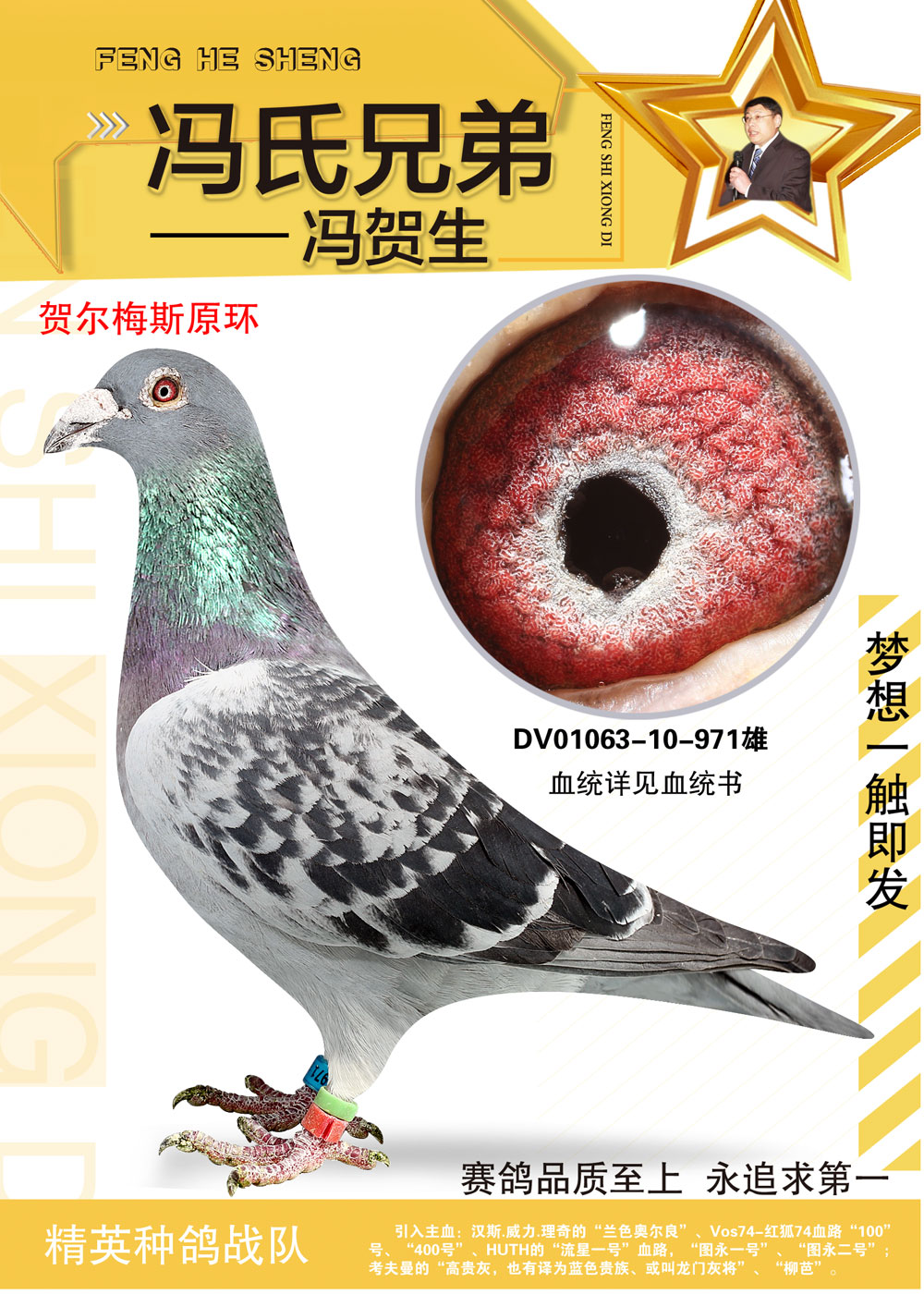贺尔梅斯原环976-冯氏兄弟冯贺生-中信网爱鸽商城
