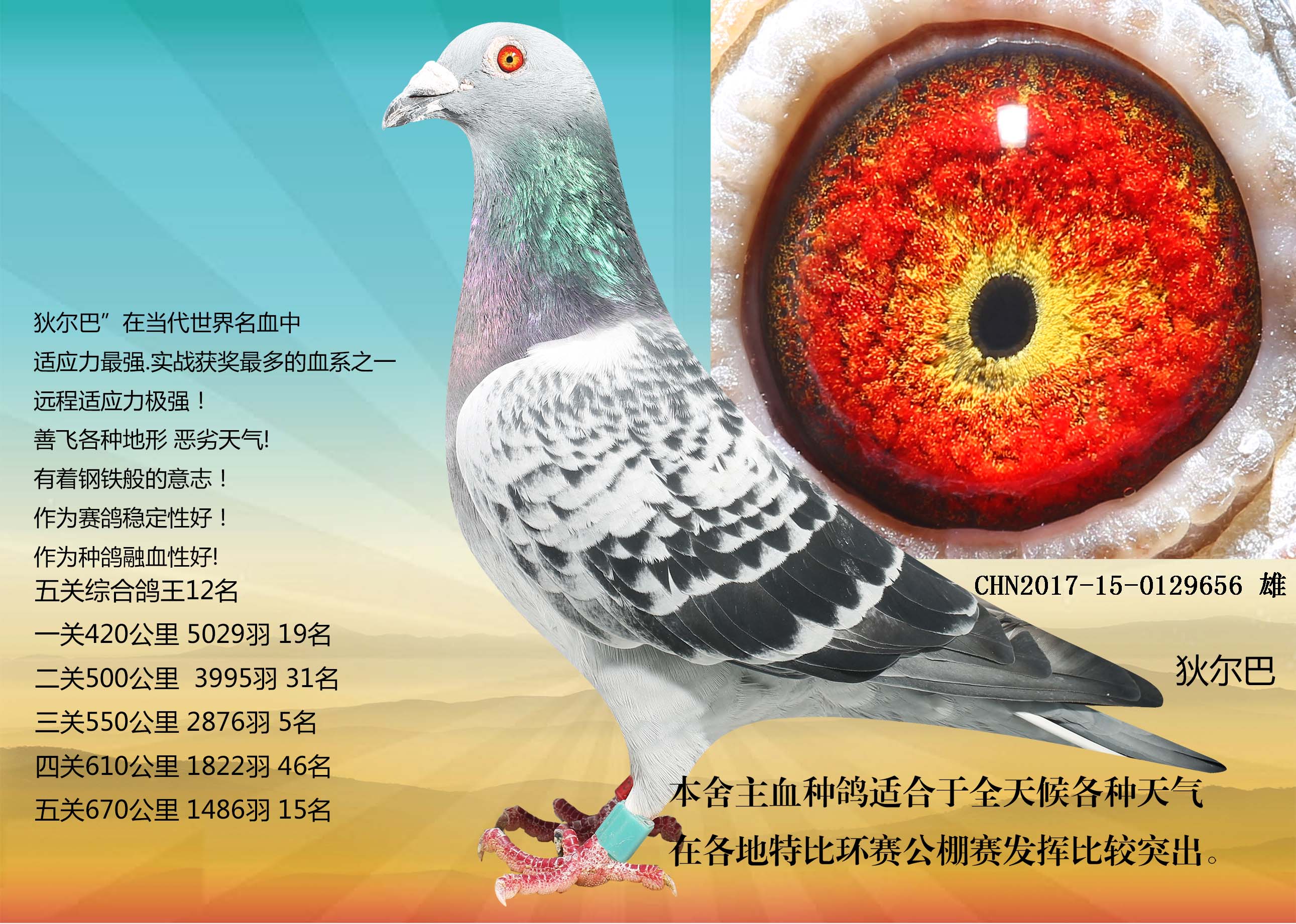 别:雄目 录:1000元友情支援人 气:19866次血 统:狄尔巴鸽友通