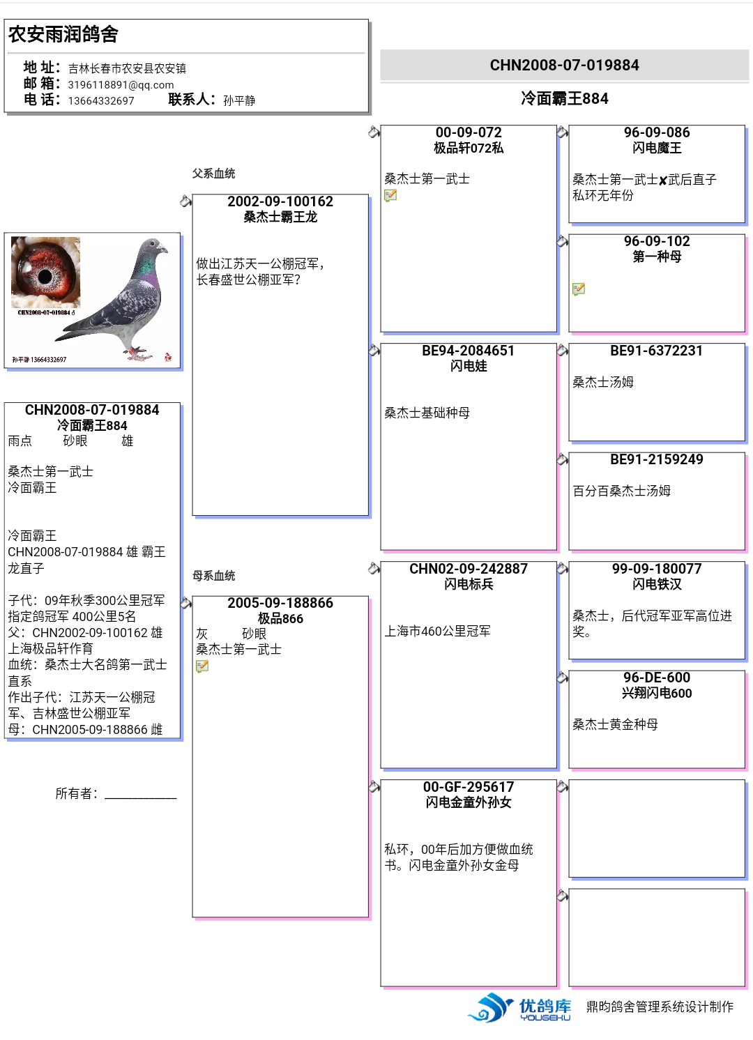 鸽子血统书制作样板图片