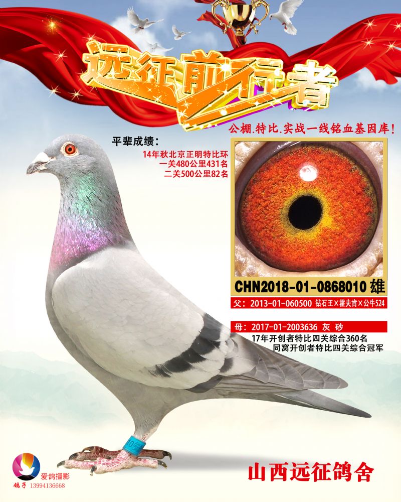 极速女神侄子_山西远征鸽舍_ ag188.com爱鸽商城_中国信鸽信息网