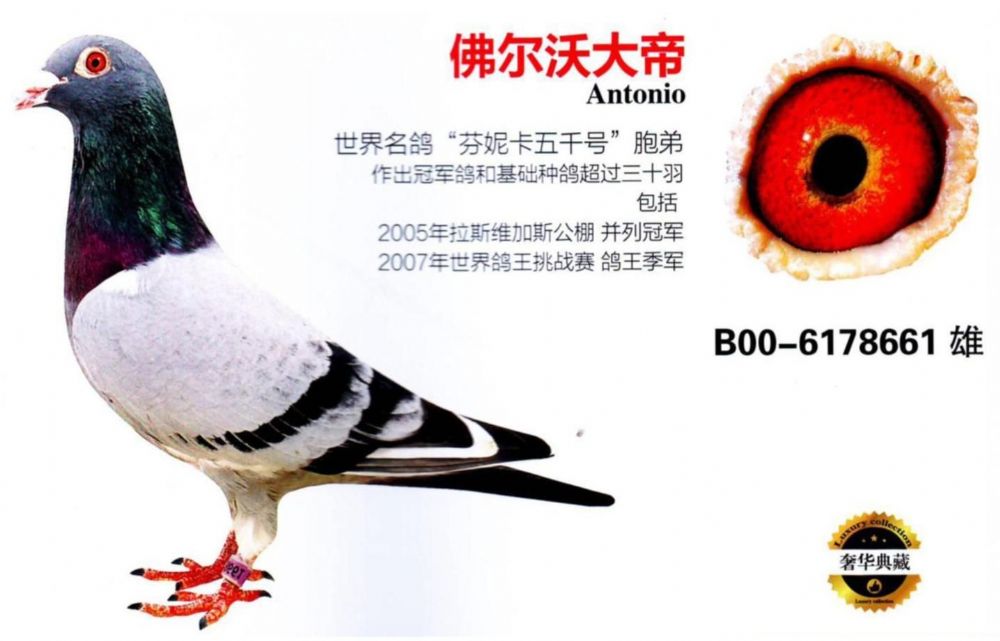 芬尼卡5000信鸽图片图片