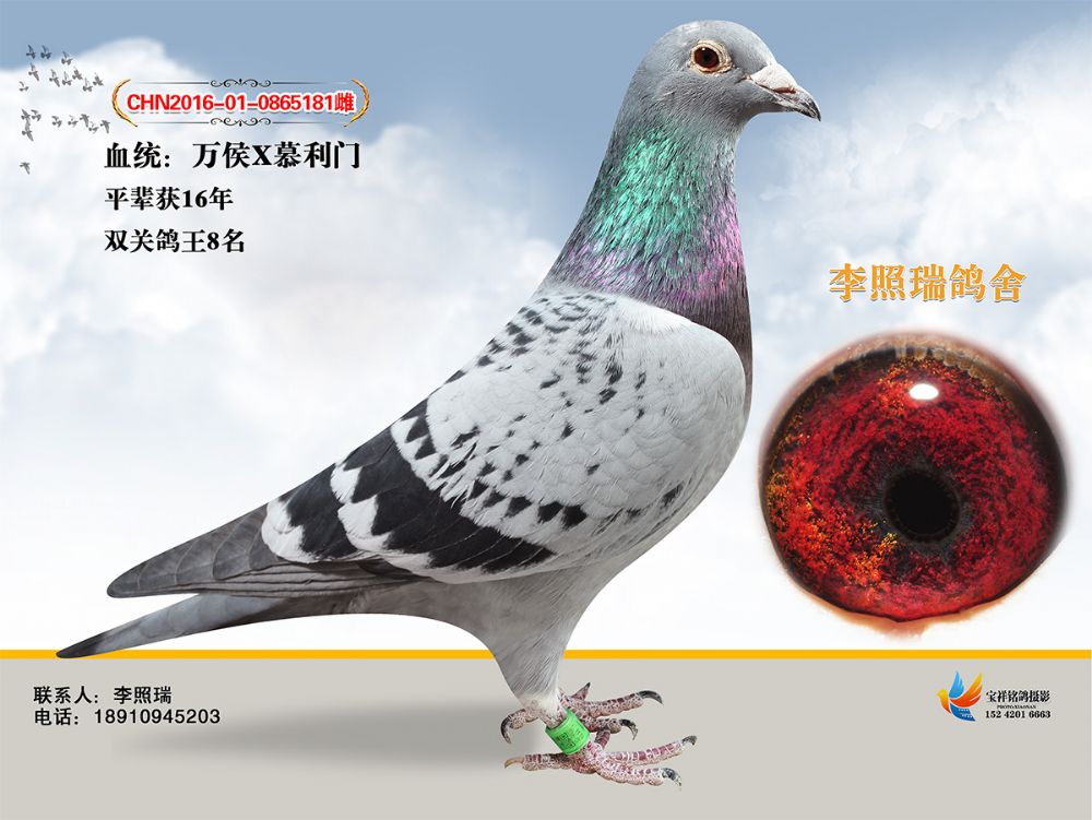 万侯181-李照瑞鸽舍-中信网爱鸽商城