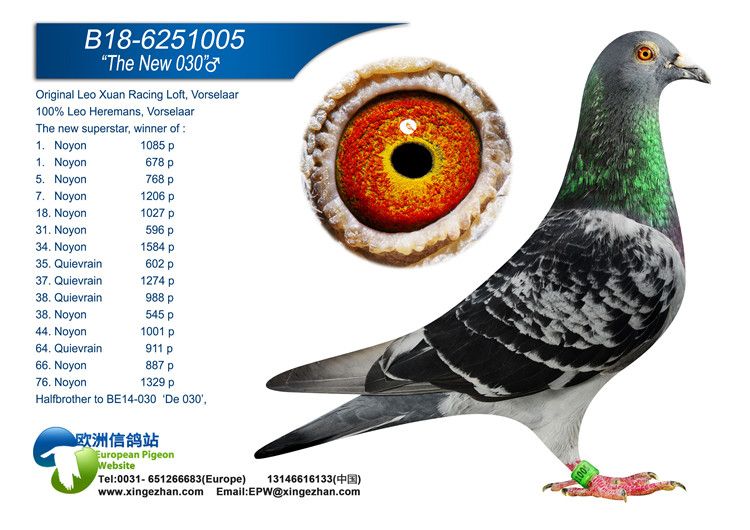 利奥贺尔曼原舍_华夏赛鸽传媒_ag188.com爱鸽商城_中国信鸽信息网