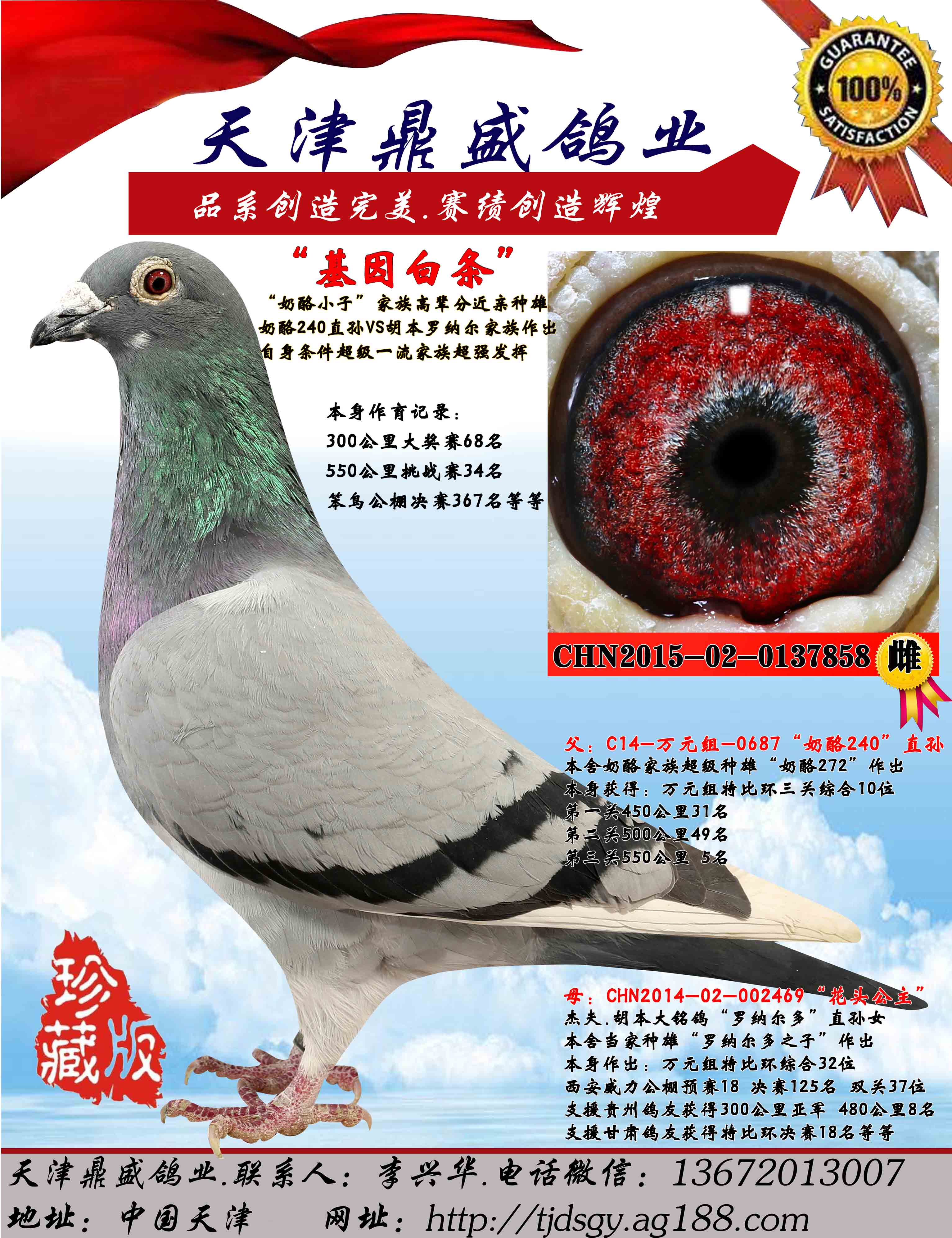 【基因白条】_天津鼎盛鸽业_ ag188.com爱鸽商城_中国信鸽信息网