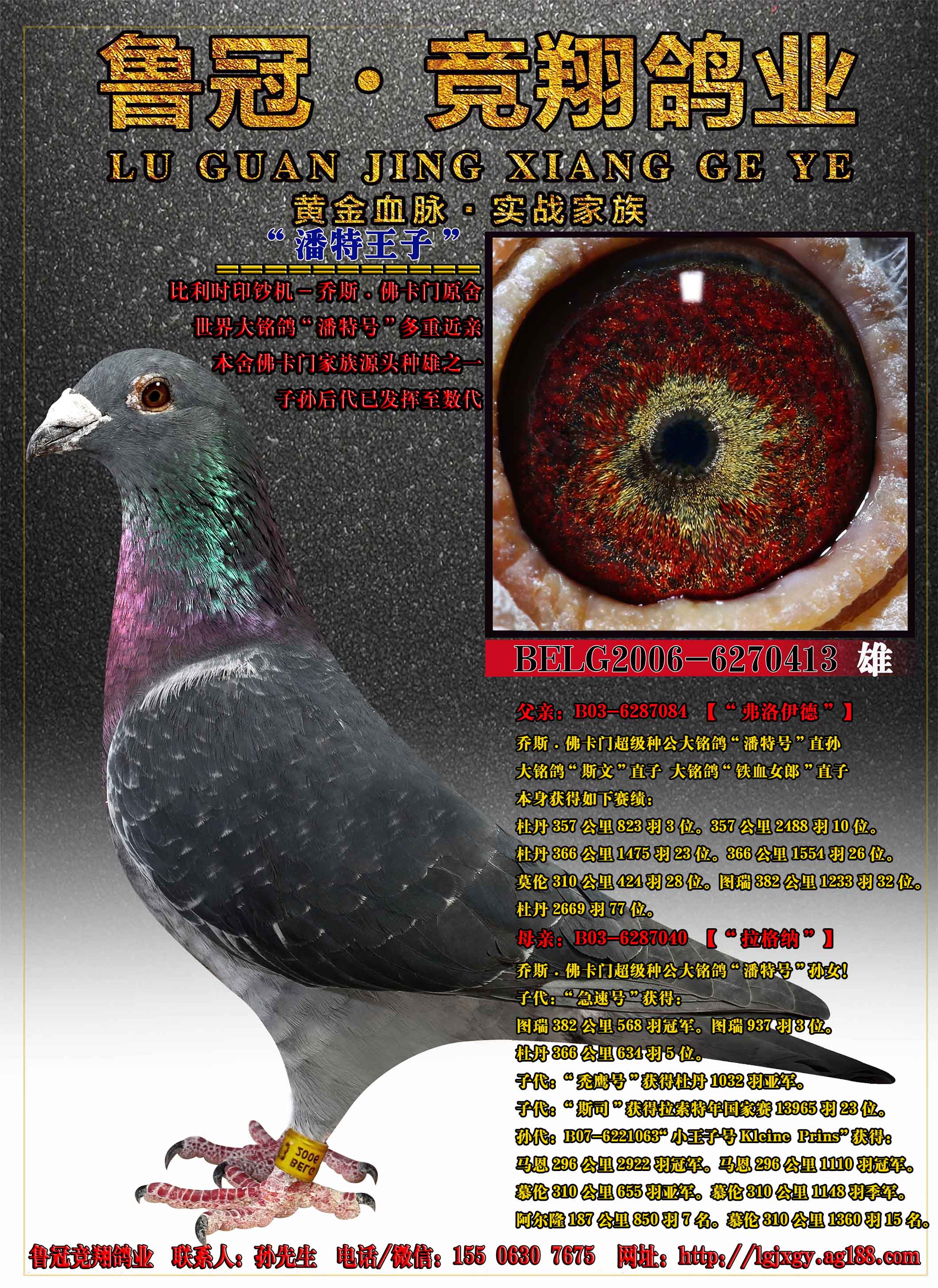 【潘特王子】_鲁冠竞翔鸽业_ag188.com爱鸽商城_中国信鸽信息网