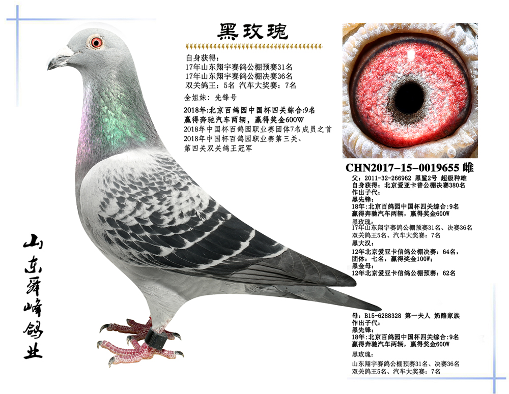 黑玫瑰