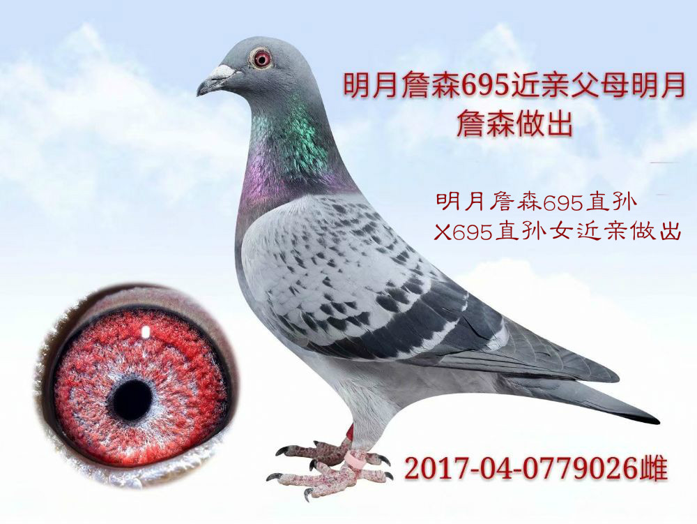 台湾明月种鸽舍图片