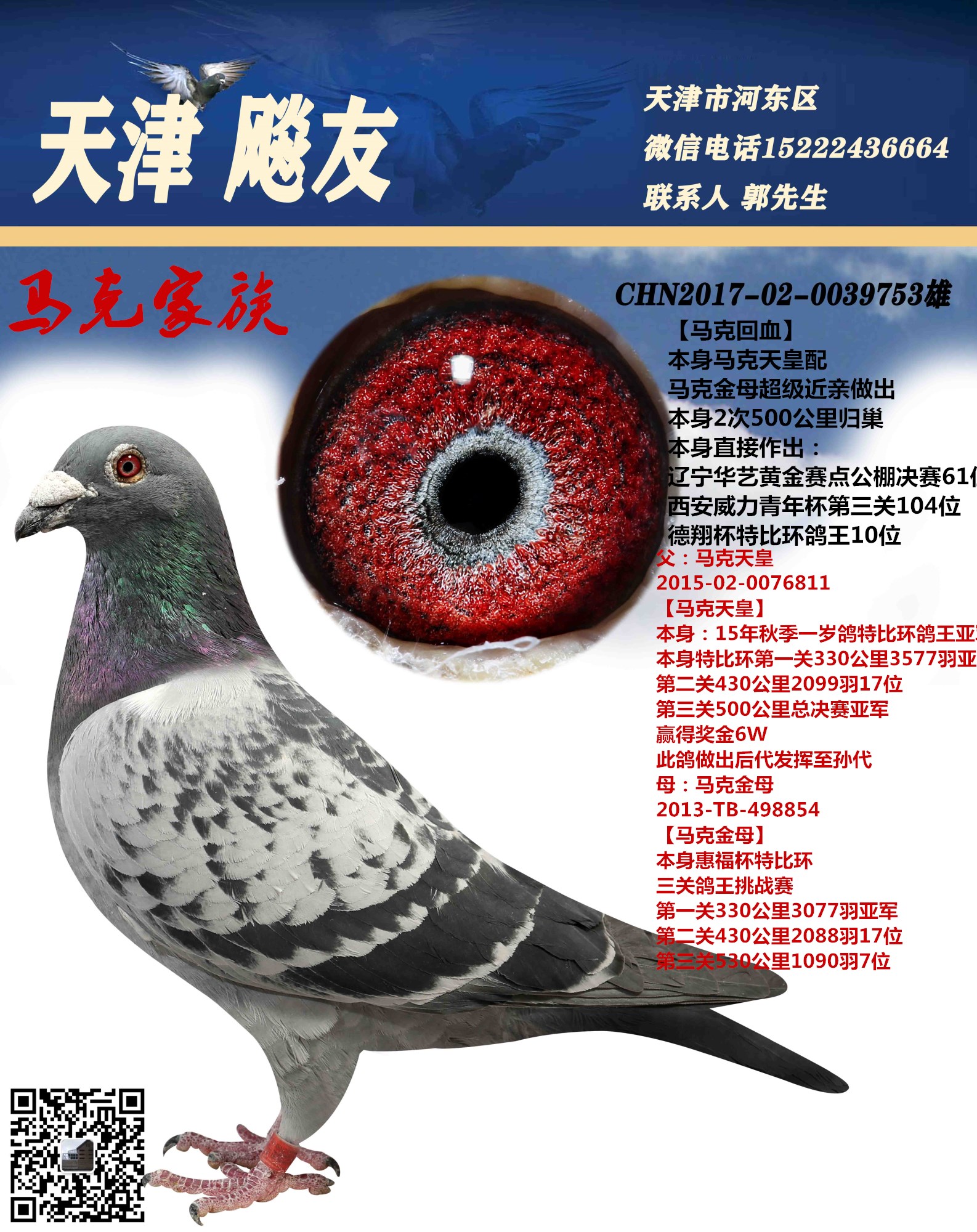 马克回血_天津飚友赛鸽_ ag188.com爱鸽商城_中国信鸽信息网