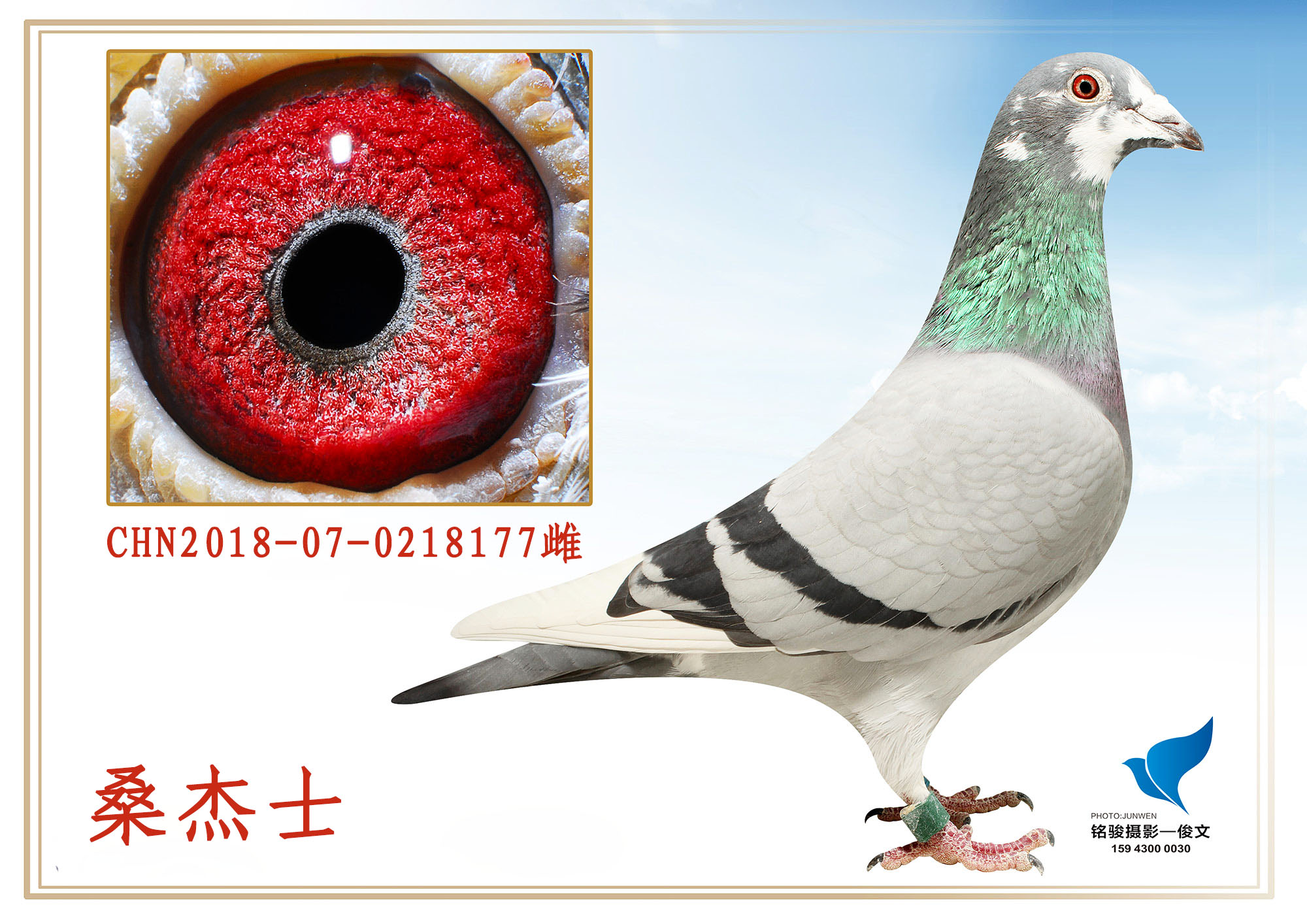 桑杰士_吉林壹鸽成铭_ ag188.com爱鸽商城_中国信鸽信息网