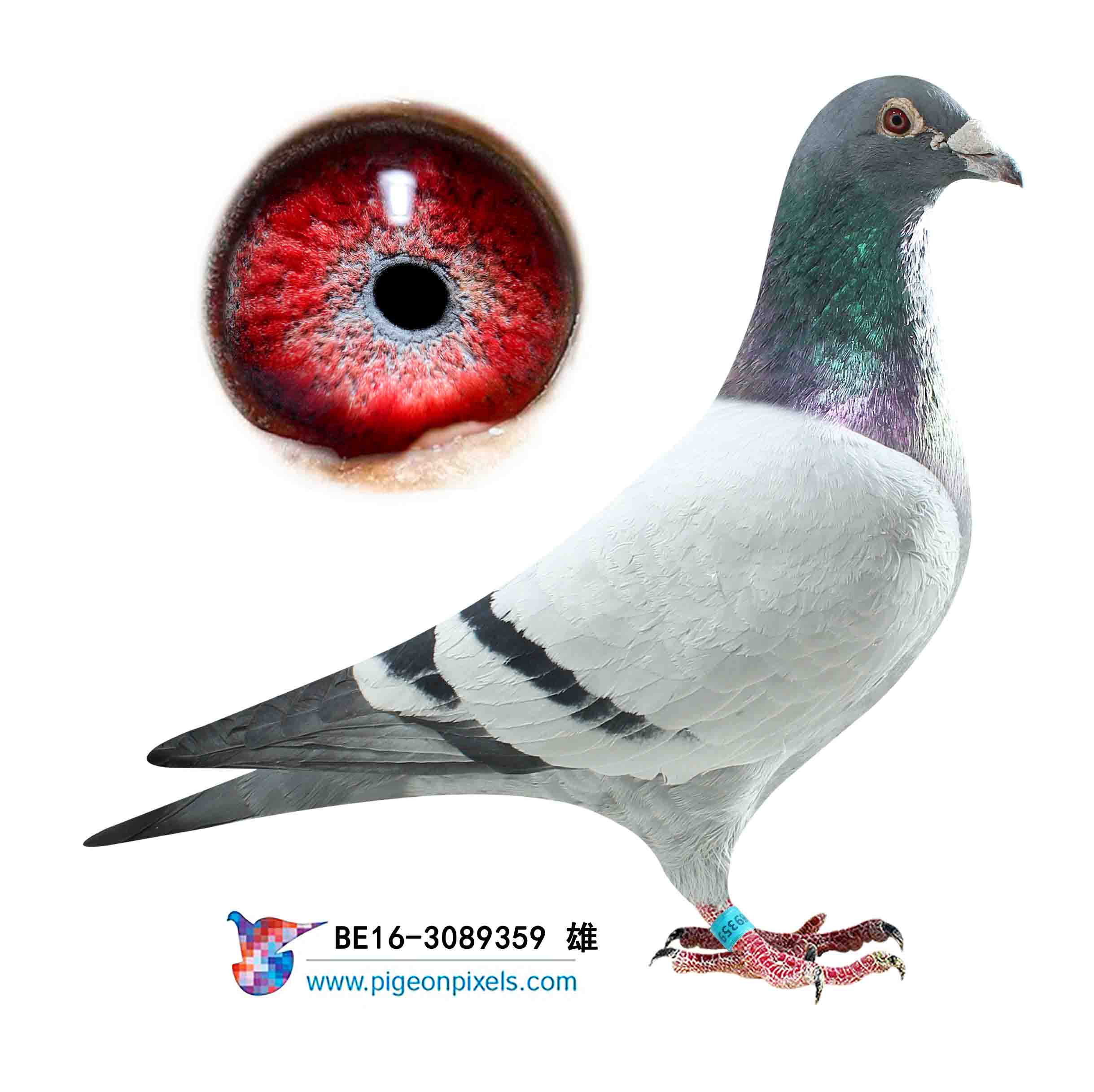 盖比鲁迪直孙_大安翔云鸽舍_ag188.com爱鸽商城_中国信鸽信息网