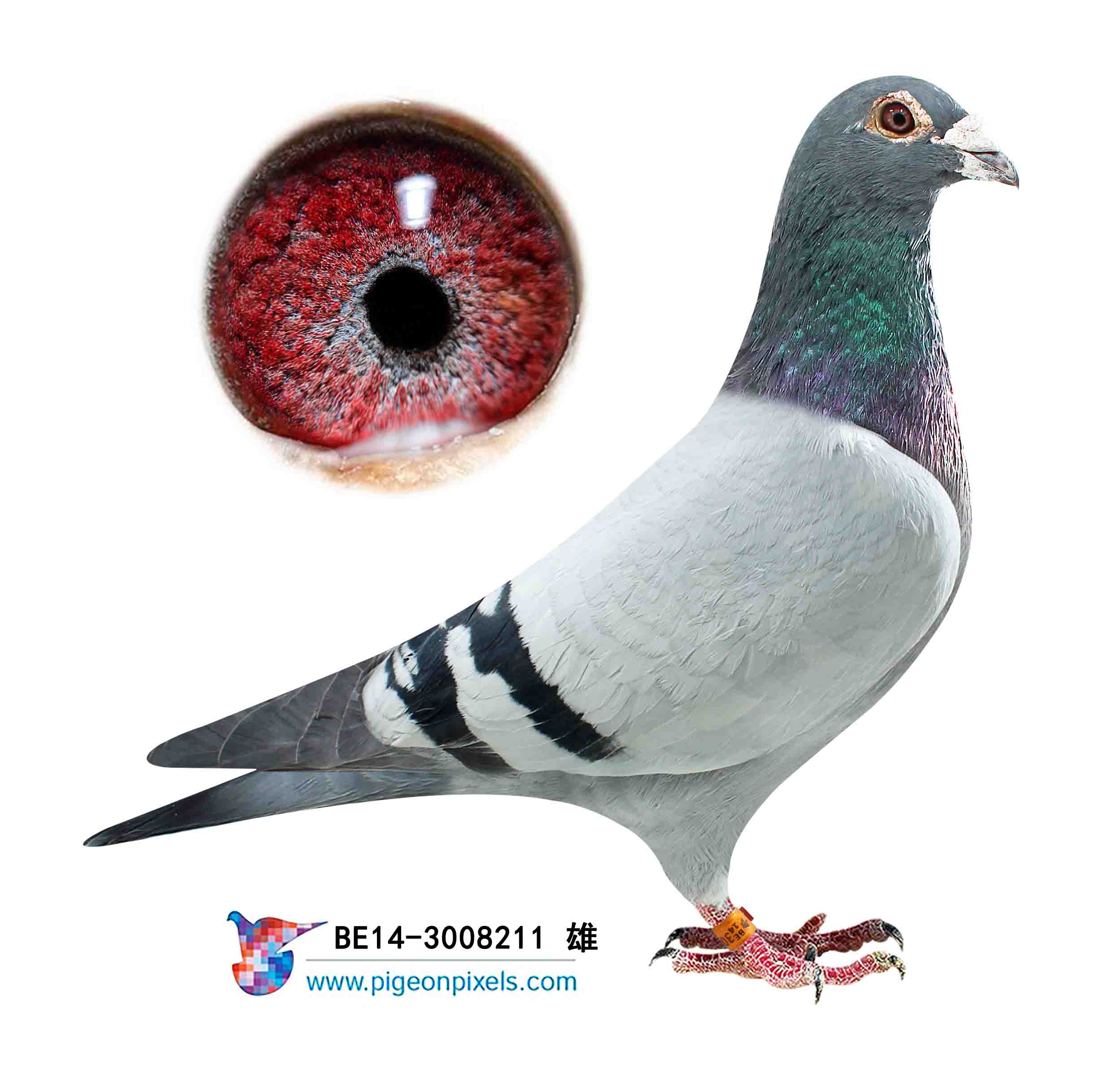 盖比超级罗密欧直子