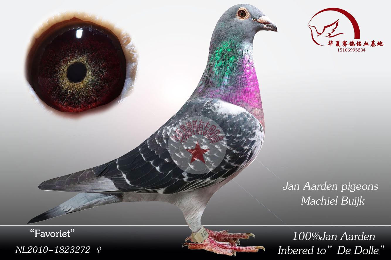 米歇尔.贝克原舍_华夏赛鸽铭血基地_ag188.com爱鸽商城_中信网