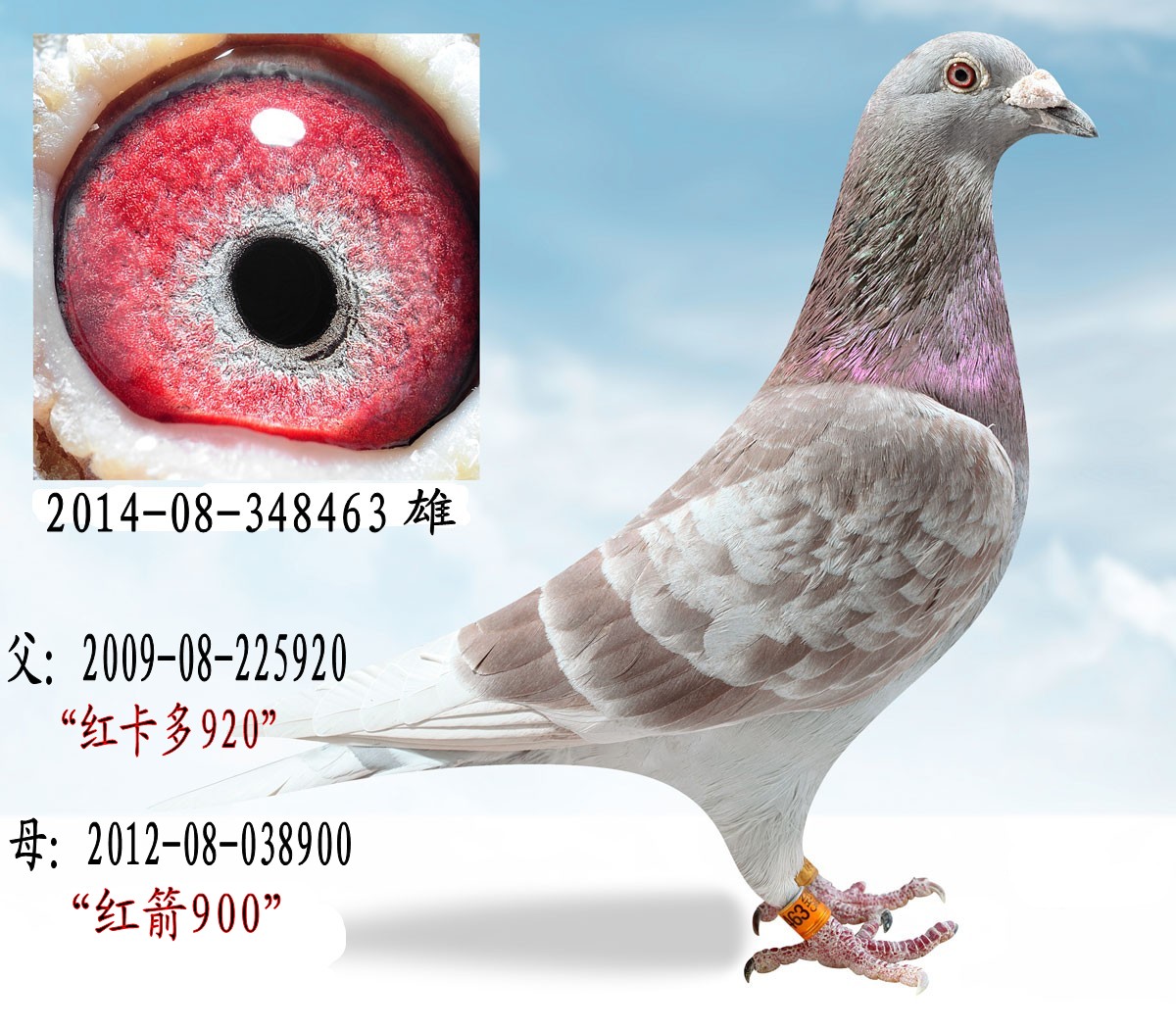 08-348463性 别:雄目 录:鲁道克拉森-【红箭系列】人 气:2915次血 统
