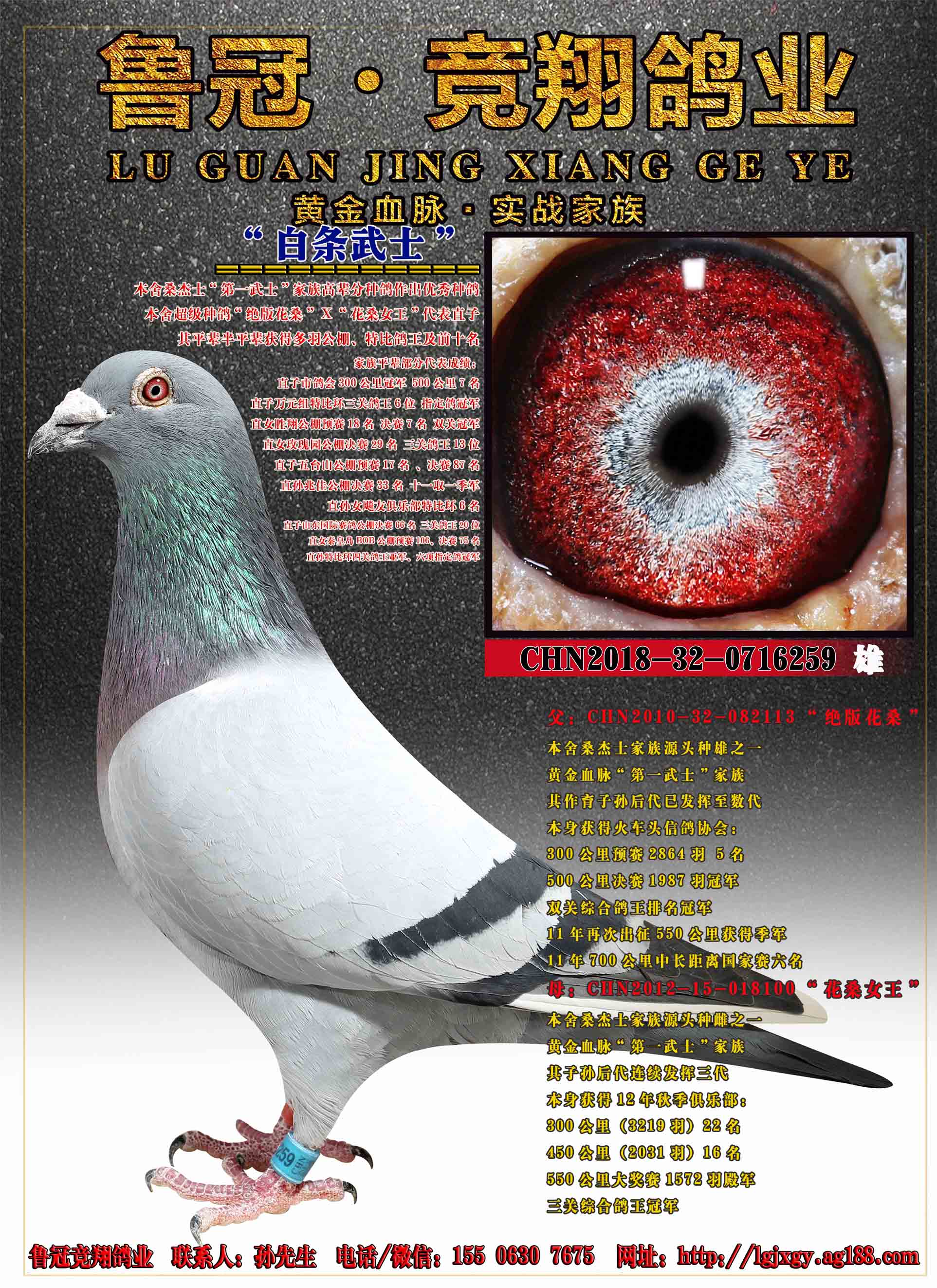 com爱鸽商城_中国信鸽信息网