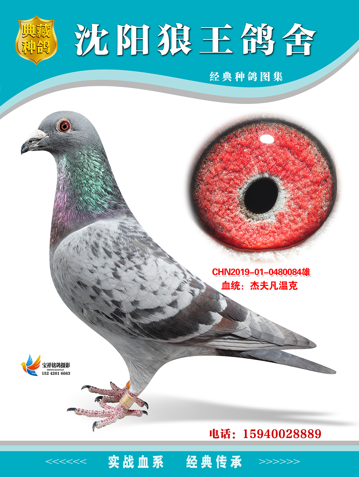 杰夫凡温克_沈阳狼王鸽舍_ag188.com爱鸽商城_中信网