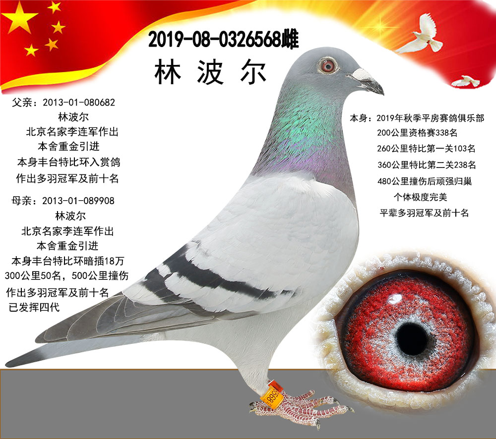 林波尔原舍种鸽