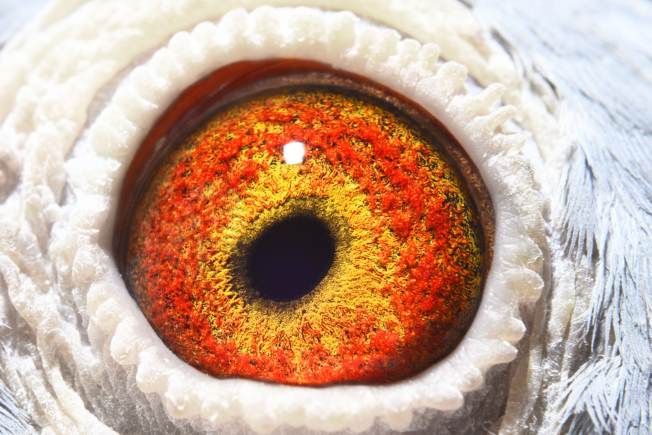 梦幻阿朵拉_川中悍将赛鸽-中信网爱鸽商城