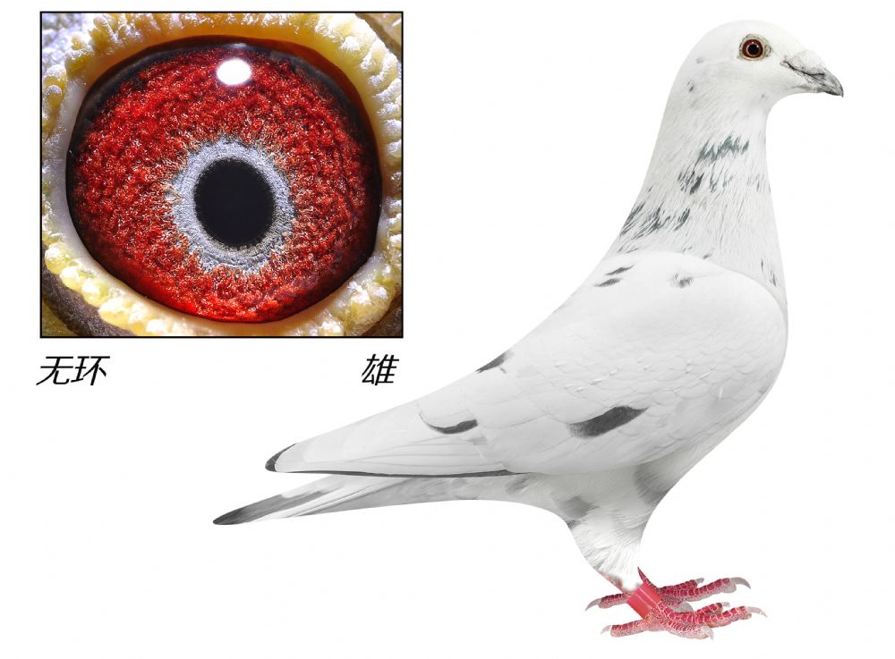 com爱鸽商城_中国信鸽信息网