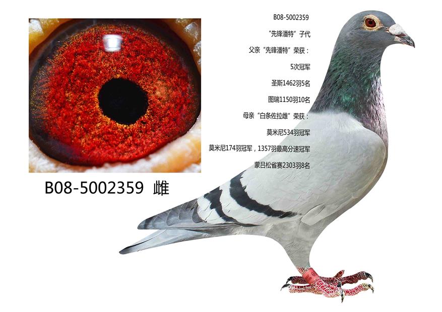 先锋潘塔尼直女_东北电力鸽业_ ag188.com爱鸽商城_中国信鸽信息网