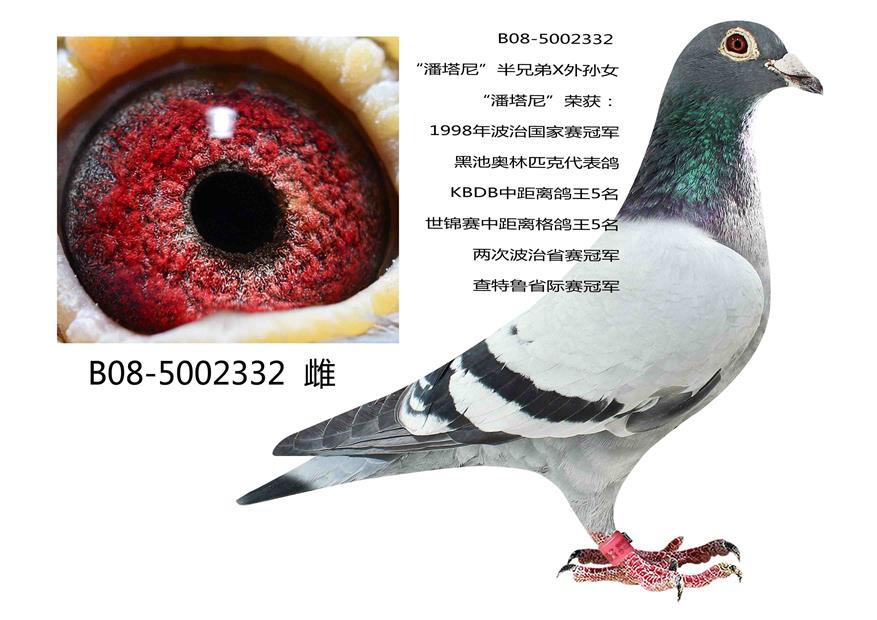 潘塔尼侄子_东北电力鸽业_ ag188.com爱鸽商城_中国信鸽信息网