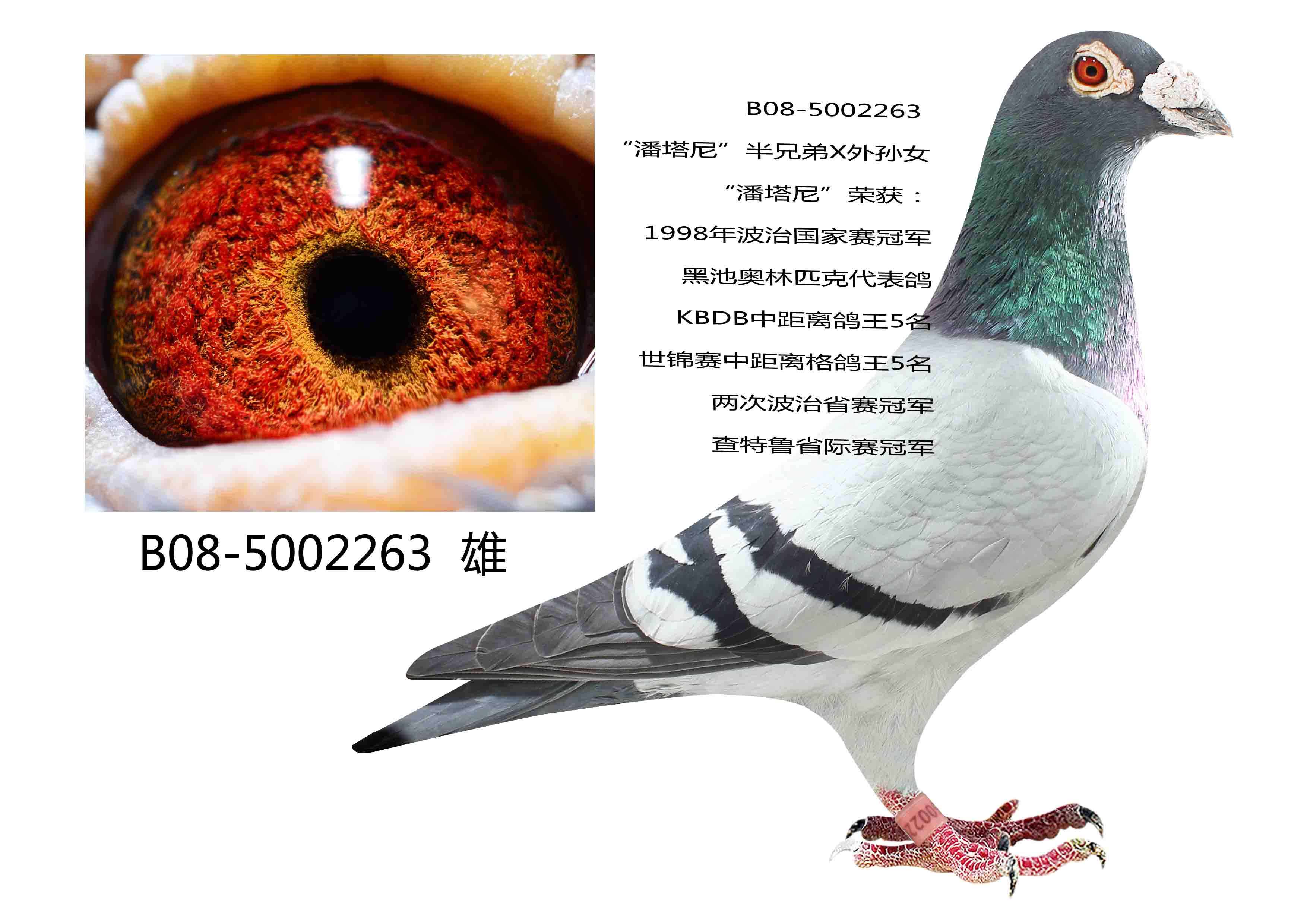 潘塔尼侄子_东北电力鸽业_ ag188.com爱鸽商城_中国信鸽信息网