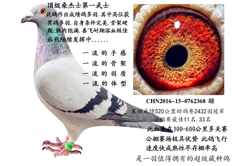 桑杰士小公主_乐鲲赛鸽育种中心_ ag188.com爱鸽商城_中国信鸽信息网