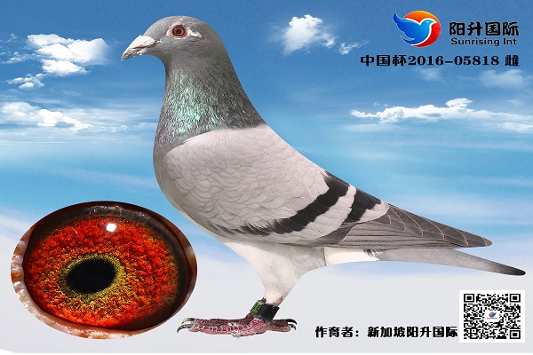 白头席维斯特818