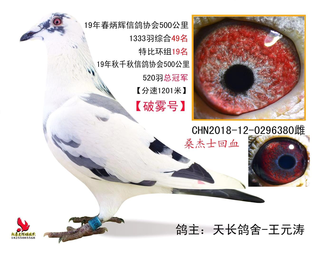 500公里冠军_安徽天长鸽舍_ ag188.com爱鸽商城_中国信鸽信息网