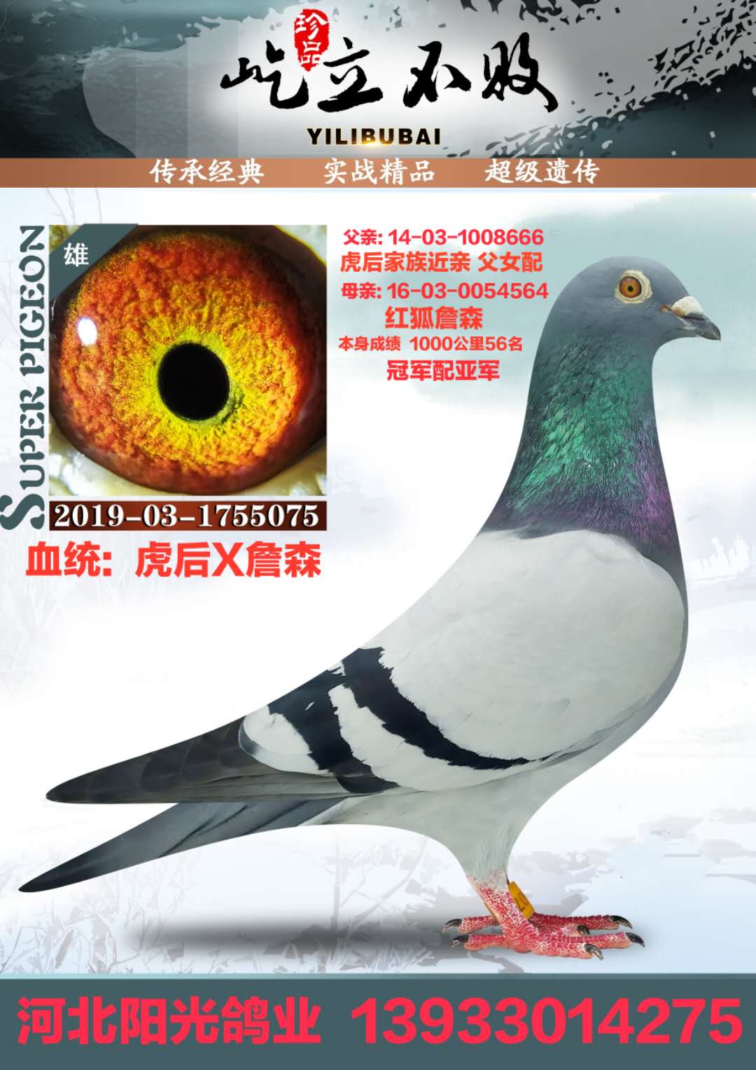 虎后_河北阳光鸽业王跃龙_ ag188.com爱鸽商城_中国信鸽信息网