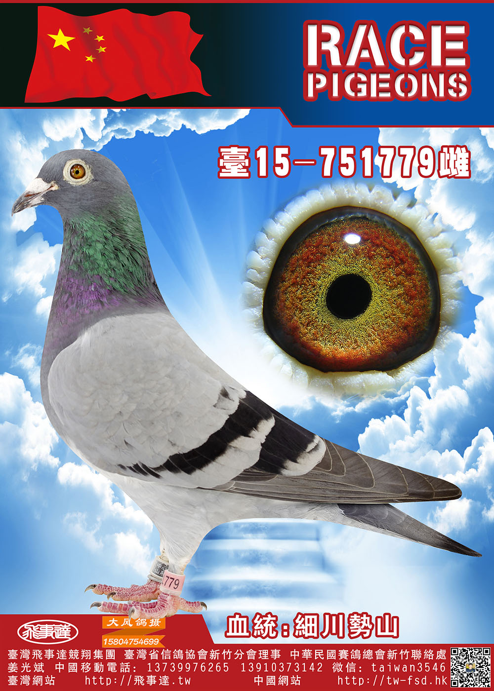 日本信鸽品种图片图片