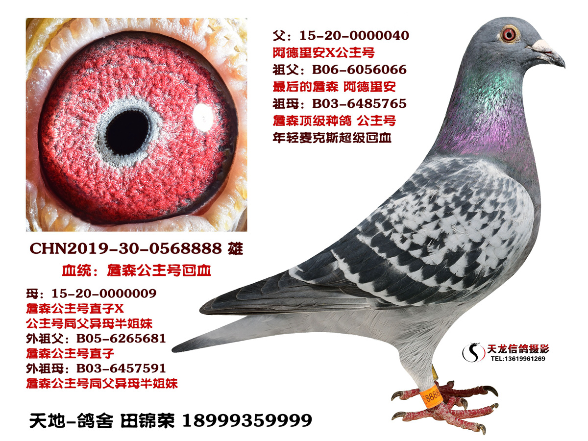 詹森公主号回血