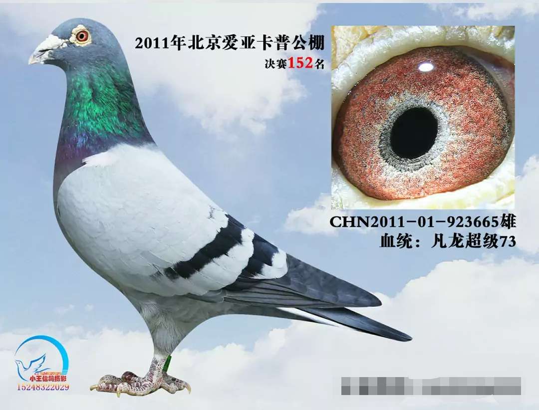 爱亚卡普152名_品正鸽舍_ ag188.com爱鸽商城_中信网