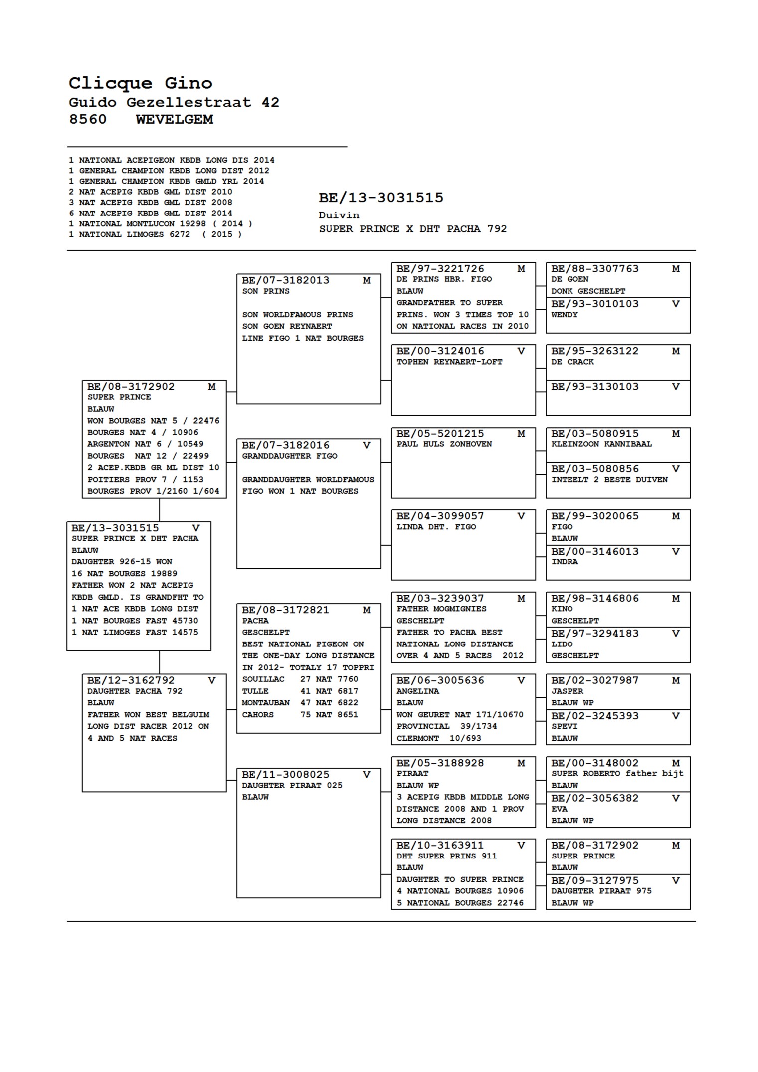 长城鸽业图尔斯孙女